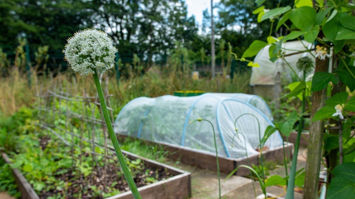 Un carré potager, même sur un balcon : cultiver ses légumes