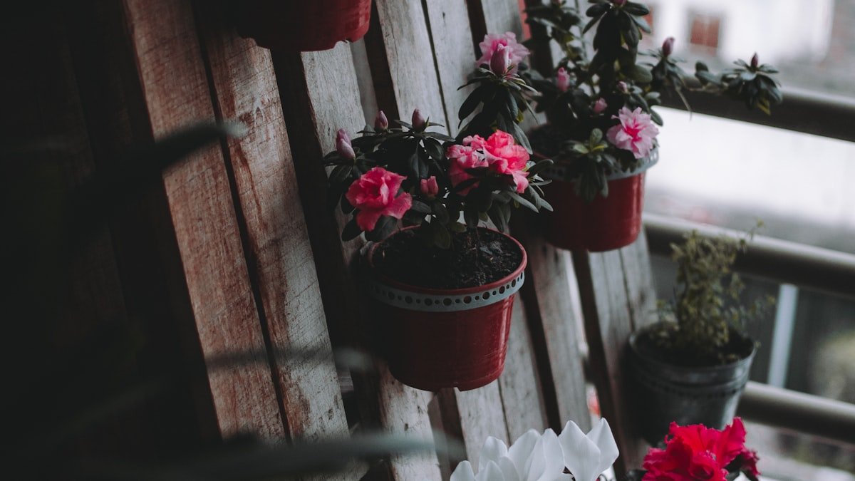 Balcon et petit jardin : 10 plantes faciles à vivre toute l’année