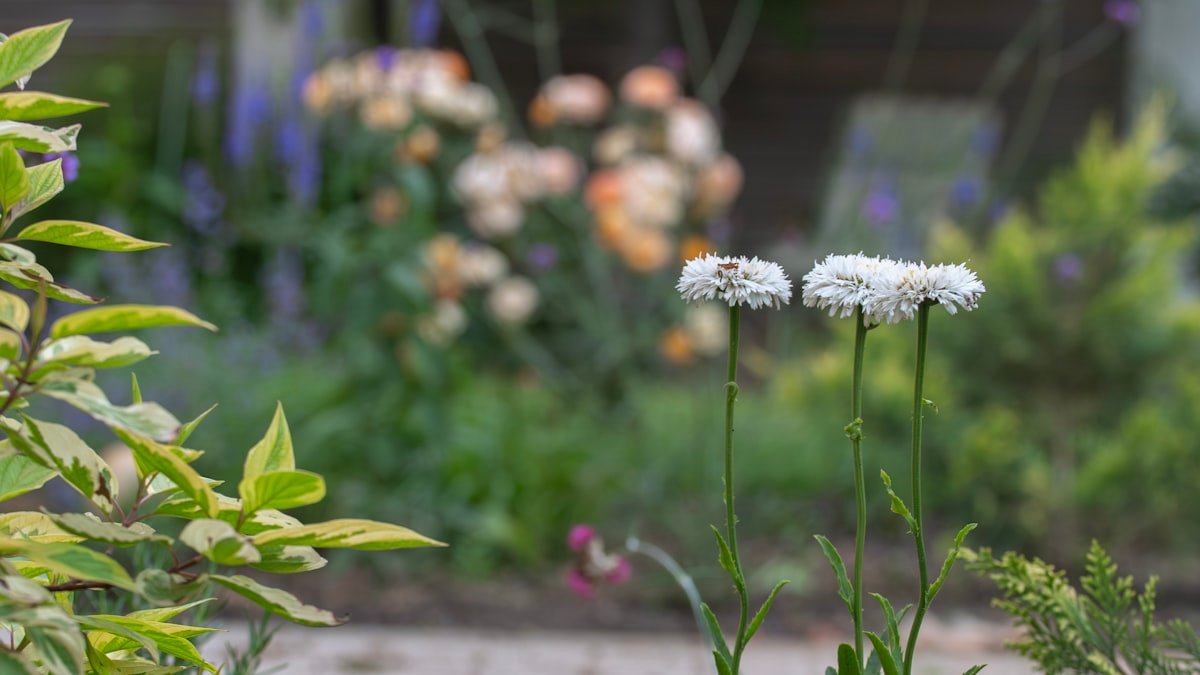 Les plantes vivaces faciles à cultiver
