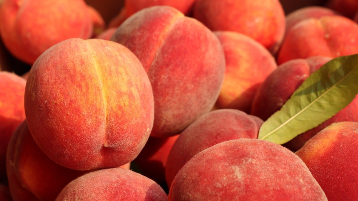 Pêches, nectarines, abricots : pourquoi il ne faut surtout pas les mettre au frigo tout de suite