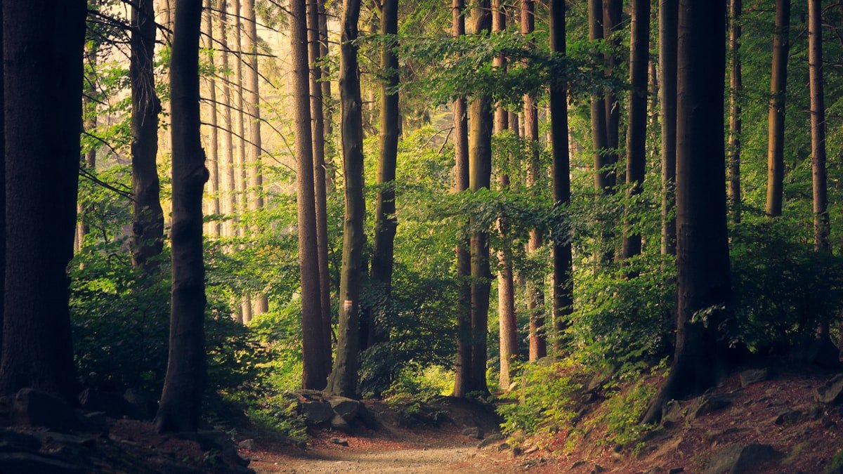 Bain de forêt : ce que la sylvothérapie apporte vraiment, et comment s&rsquo;y mettre