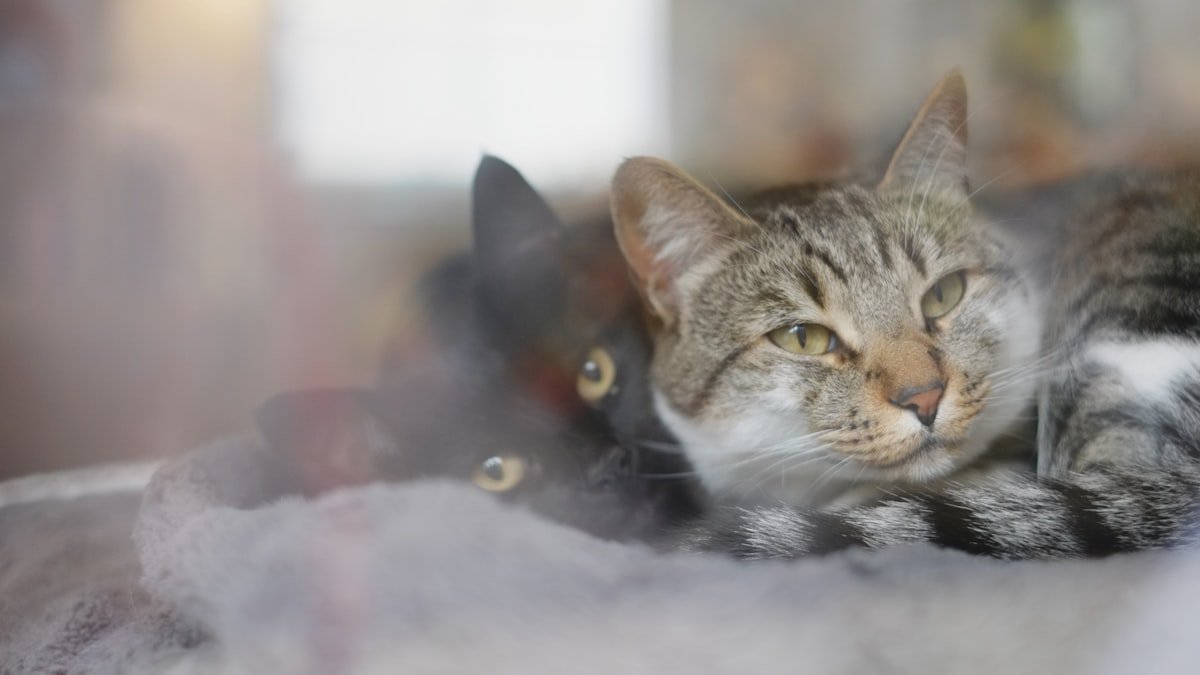 Adopter un deuxième chat : réussir la cohabitation entre félins
