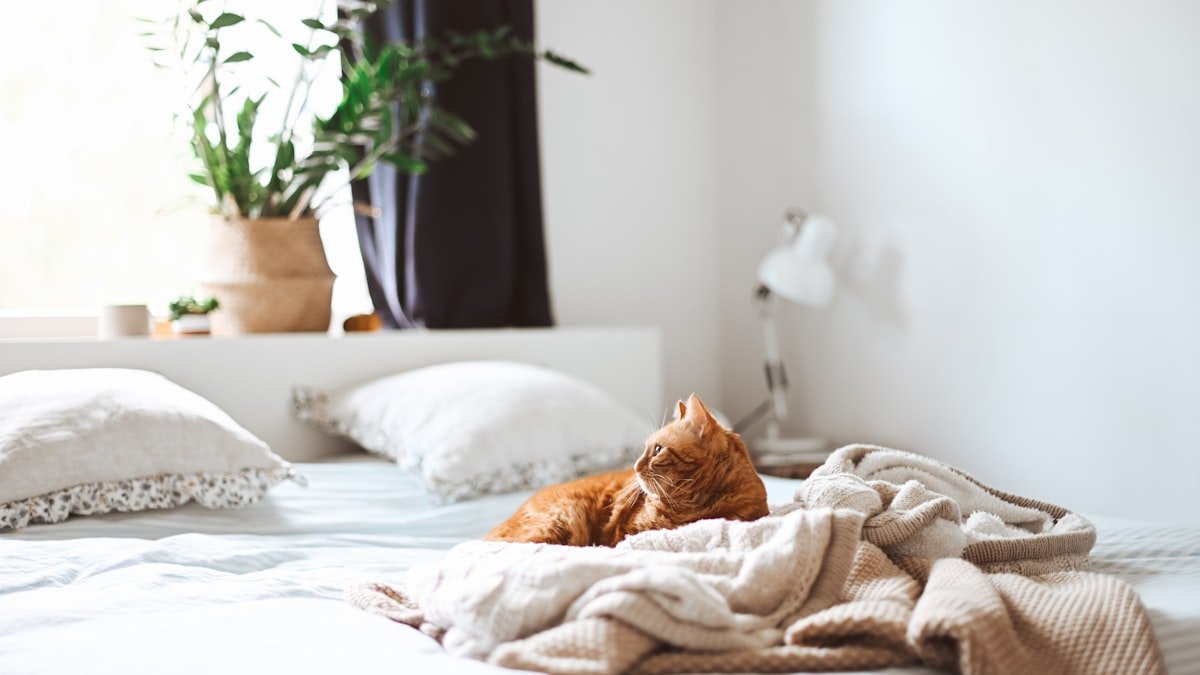 Un chat seul la journée : l’aider à bien vivre vos absences