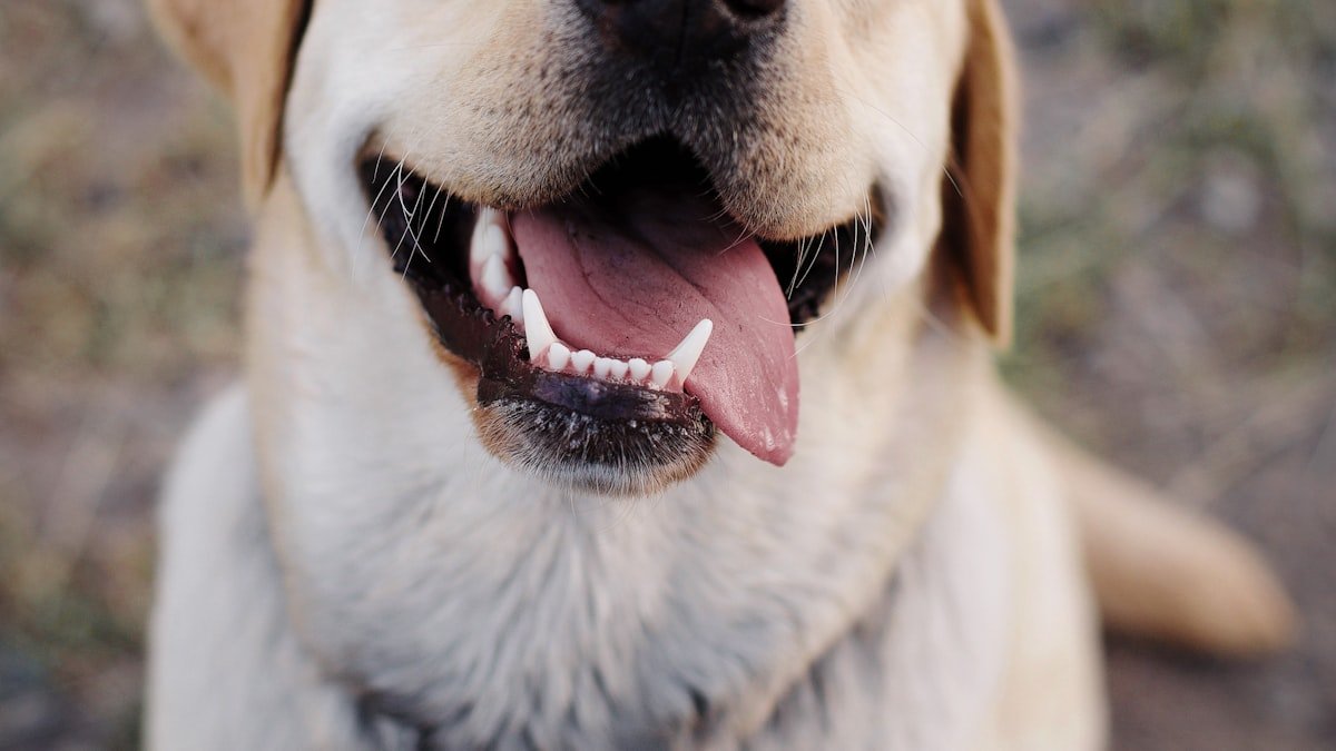 Comprendre le langage de son chien : postures, oreilles, queue et regards