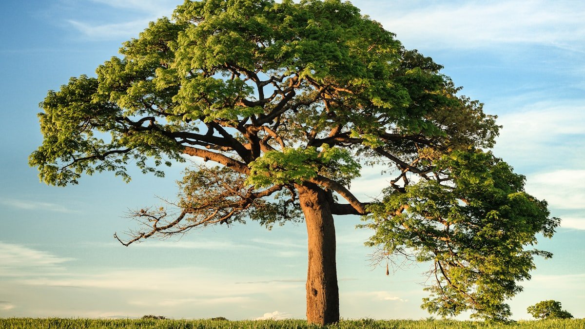 Arbres au jardin : bien les choisir et réussir leur plantation