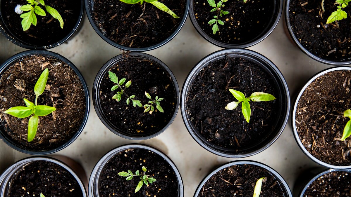 Maladies des plantes : reconnaître et traiter naturellement les maux courants