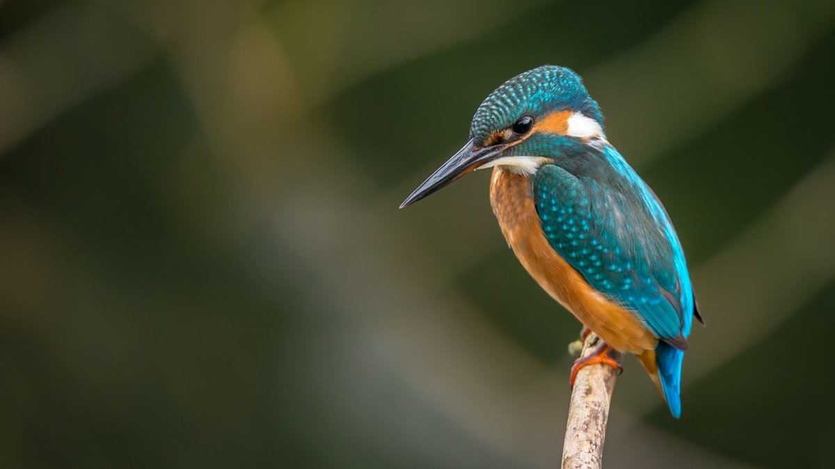 Animaux au jardin : accueillir la biodiversité, des oiseaux aux hérissons