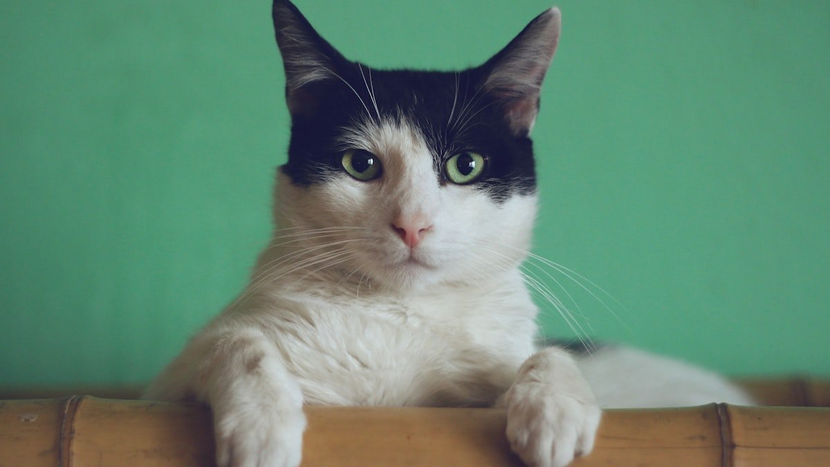 Chats au jardin : cohabiter sereinement, plantes sûres et aménagements