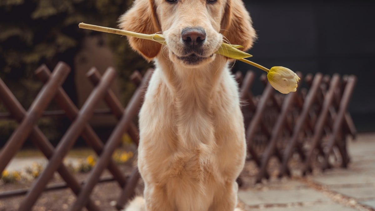 Chiens au jardin : aménager un espace adapté et sûr pour son compagnon