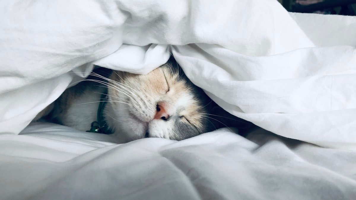 La sieste : ses bienfaits et le mode d’emploi pour bien la pratiquer