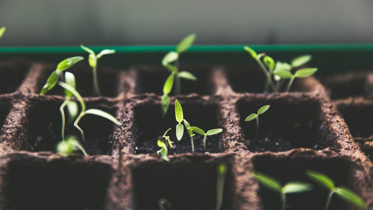 Créer son premier potager : le guide du débutant, pas à pas