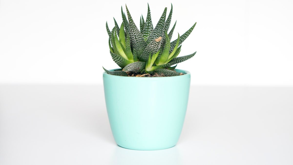 10 plantes d’intérieur faciles à vivre (même sans main verte)