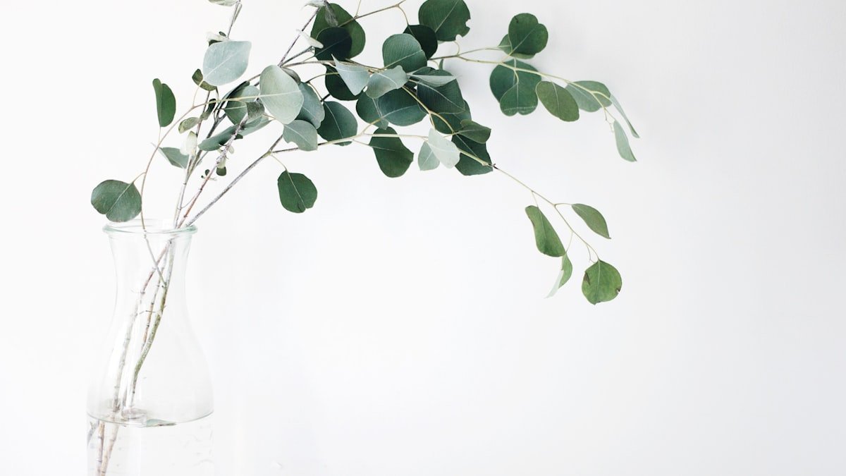 Fleurs séchées et feuillages : la déco nature qui dure