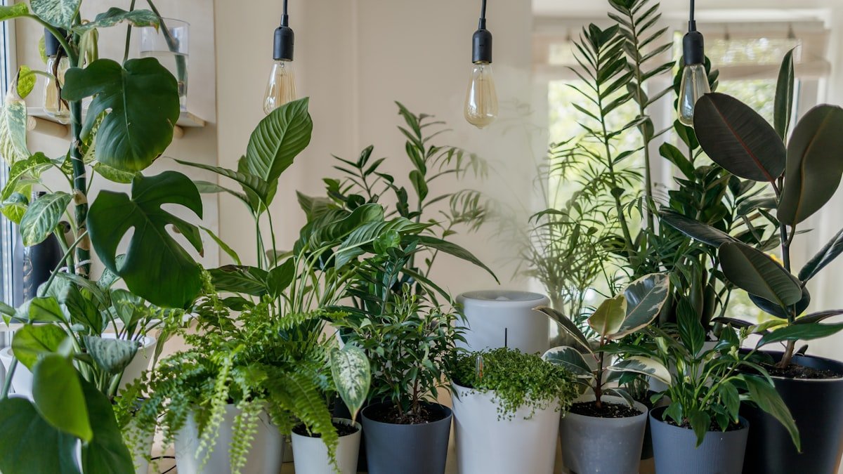 Plantes d’intérieur « dépolluantes » : mythe et vraies alliées bien-être