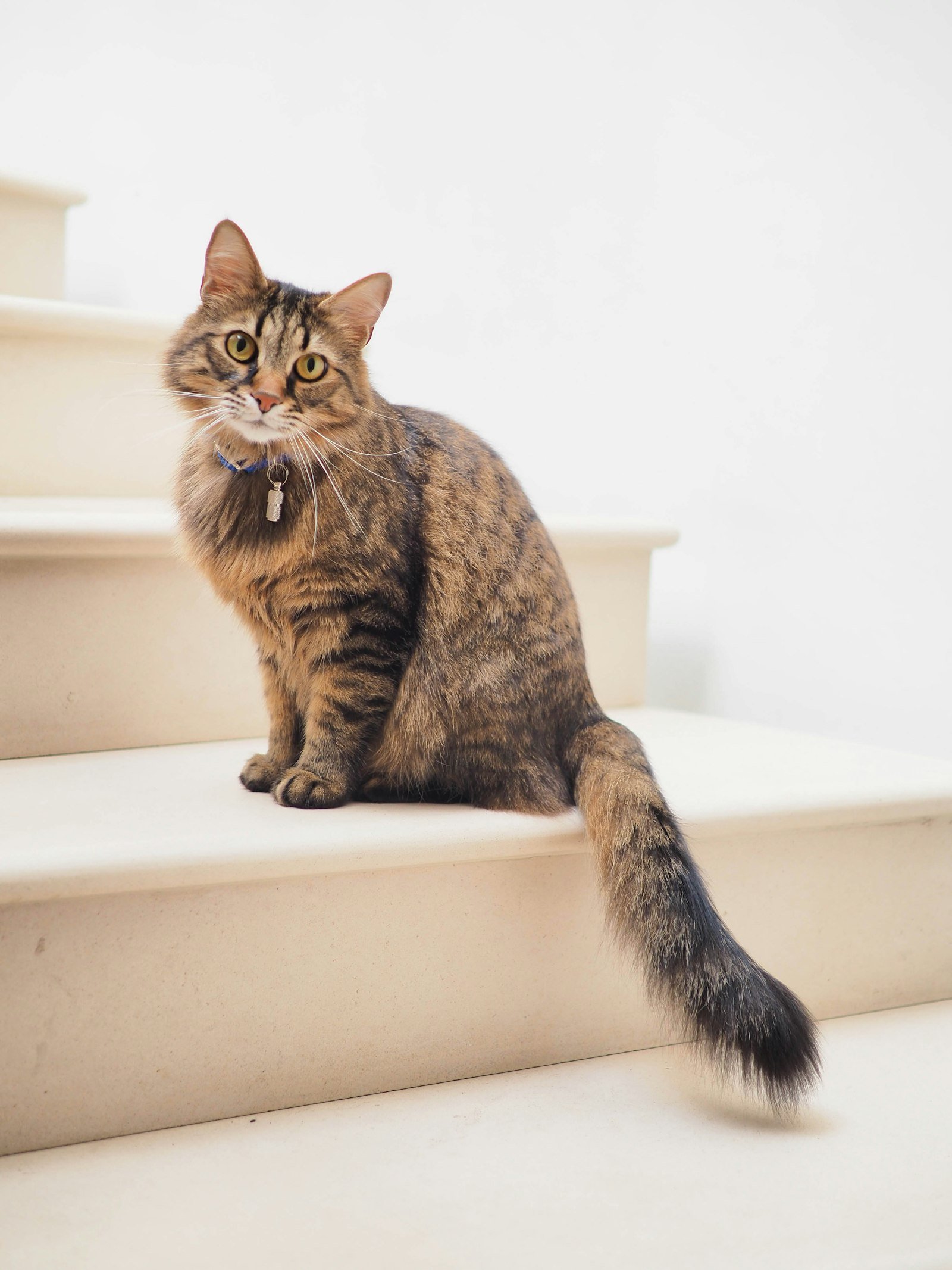 Bien choisir la litière de son chat : le guide complet