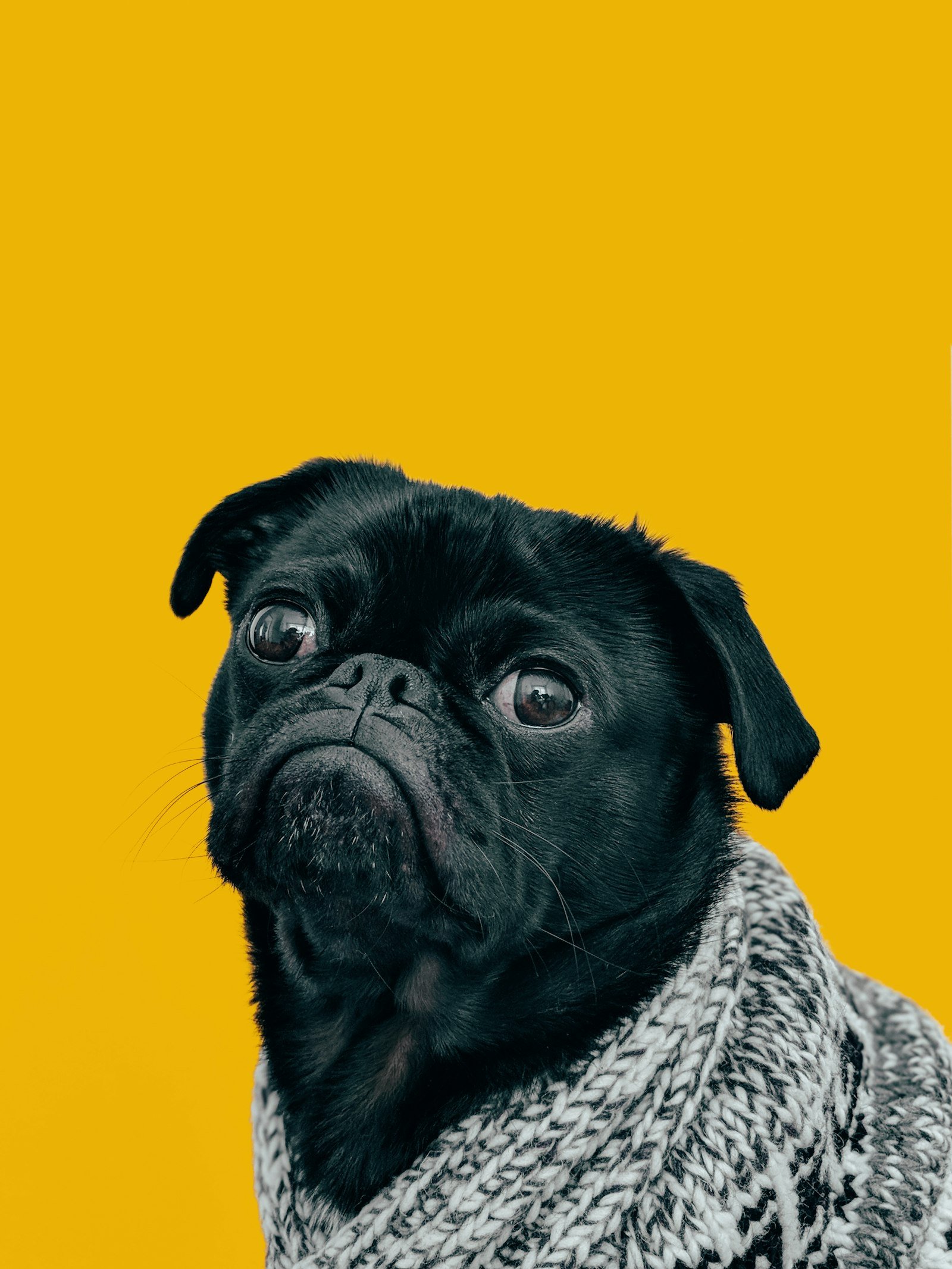 Choisir la race de son chien : au-delà des idées reçues