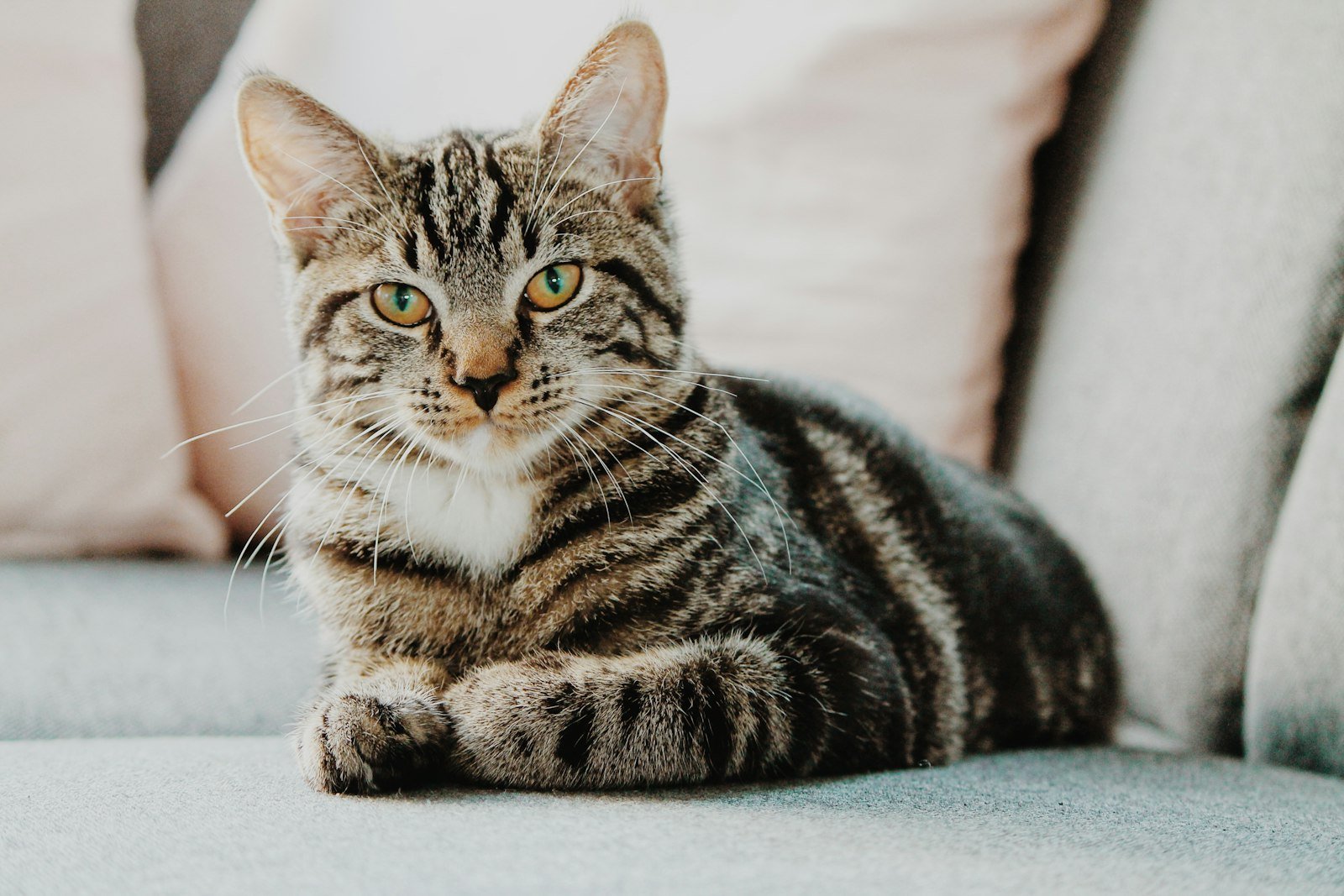 Bien brosser son animal : le guide des brosses selon le poil