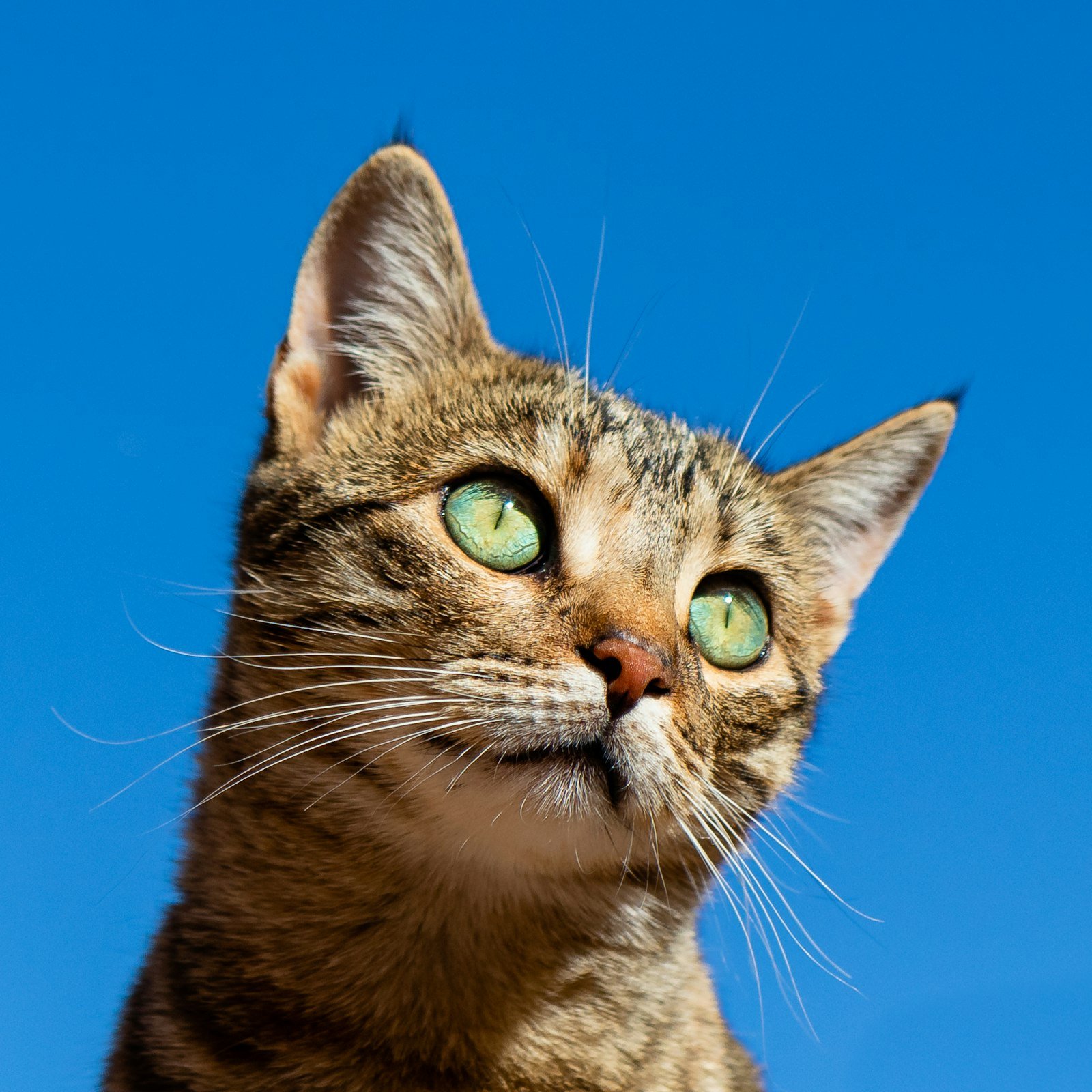 Jouer avec son chat : réveiller le chasseur pour un félin épanoui