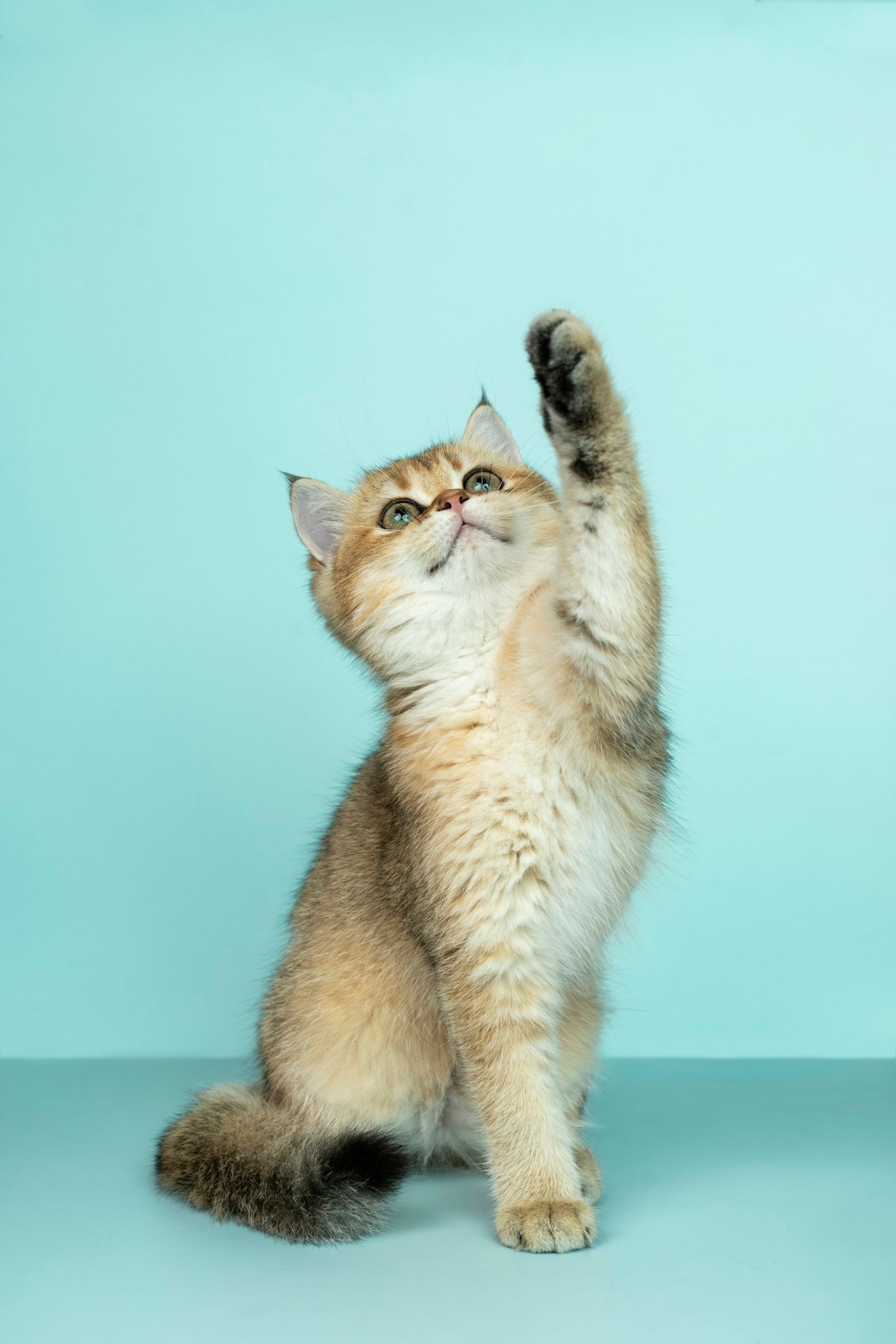 La santé du chat : les signaux à connaître pour agir au bon moment