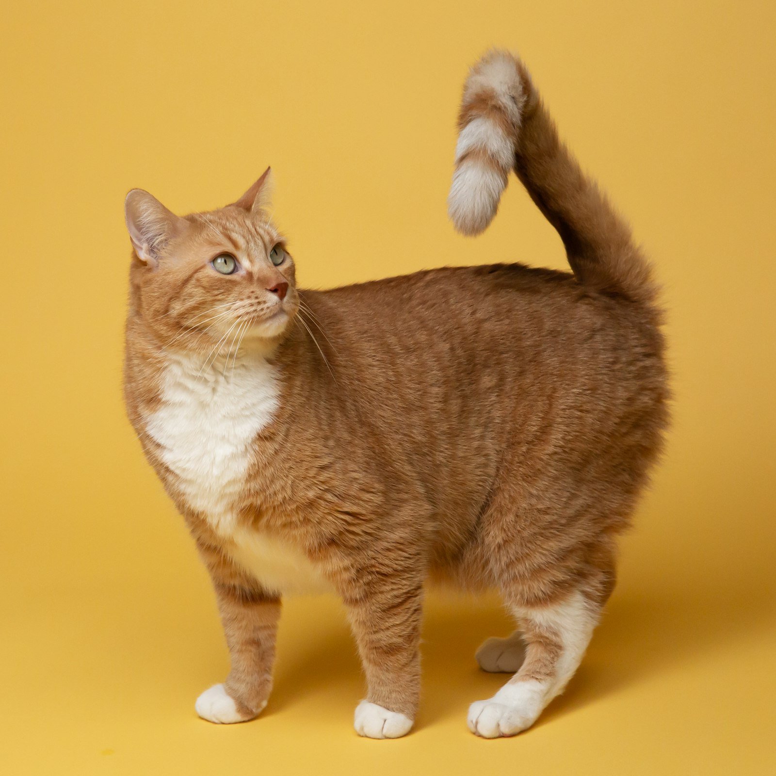 Un chat heureux en appartement : aménager, occuper, apaiser