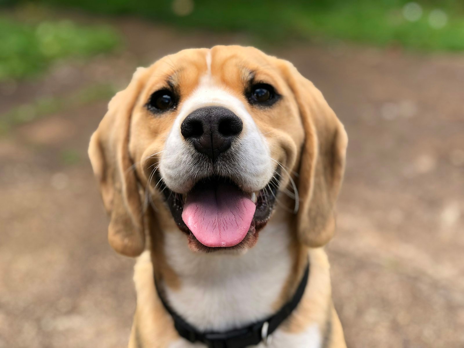 Bien nourrir son chien : le guide clair pour une alimentation saine