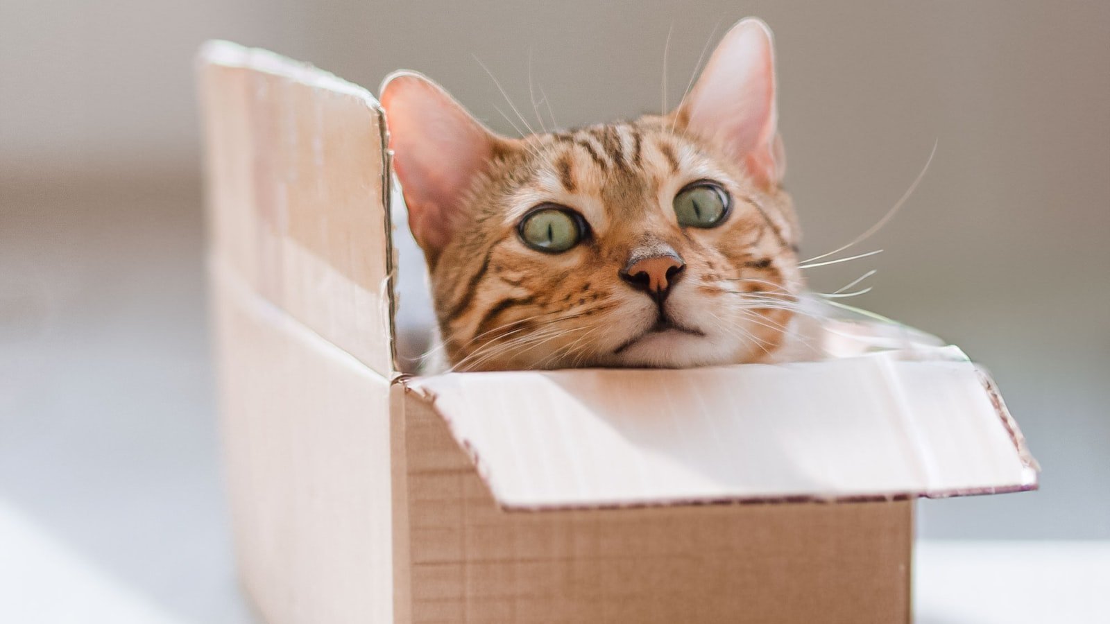 Déménager avec un animal : préparer le grand changement sans le stresser