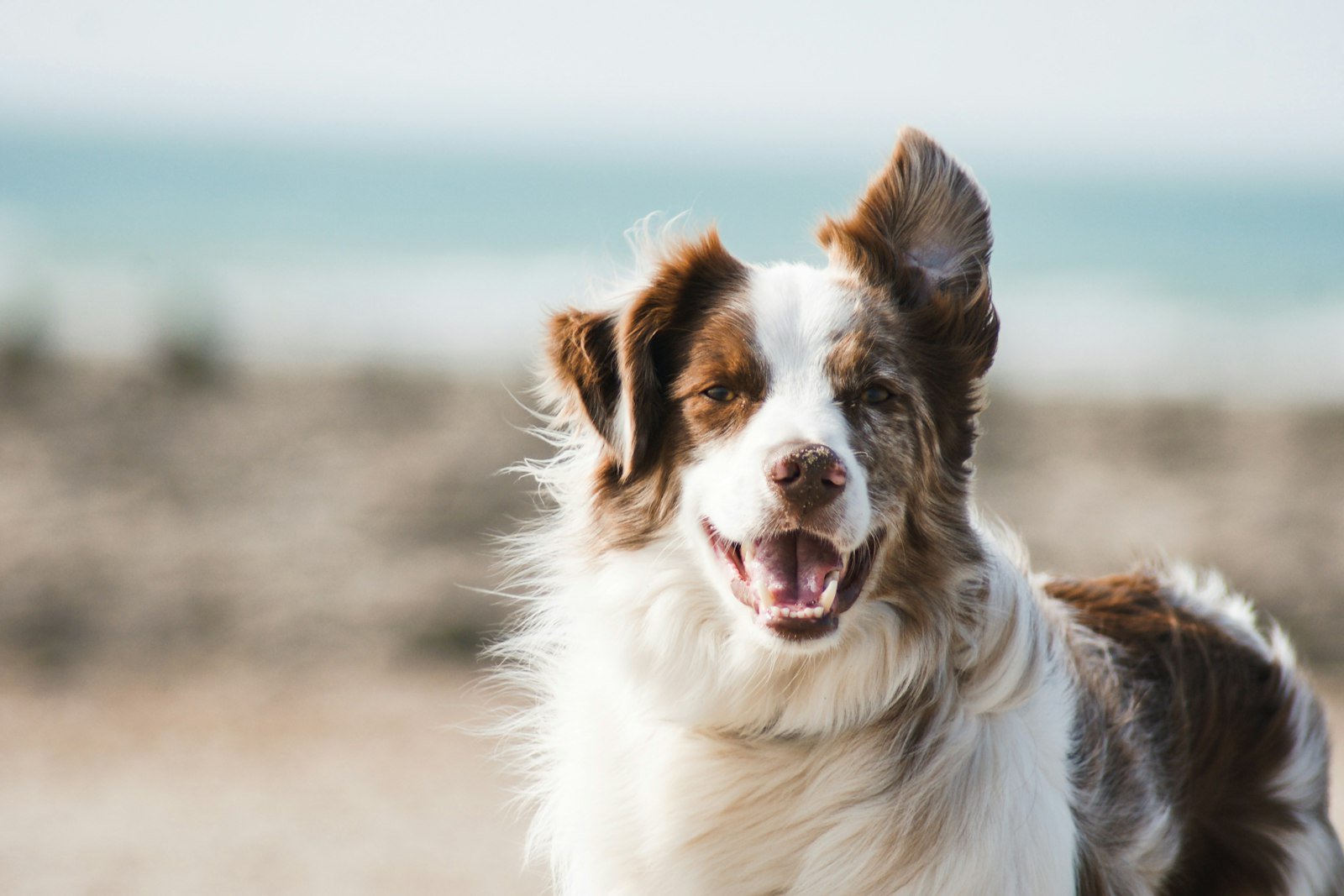 Éduquer son chien en douceur : les bases d’une relation sereine