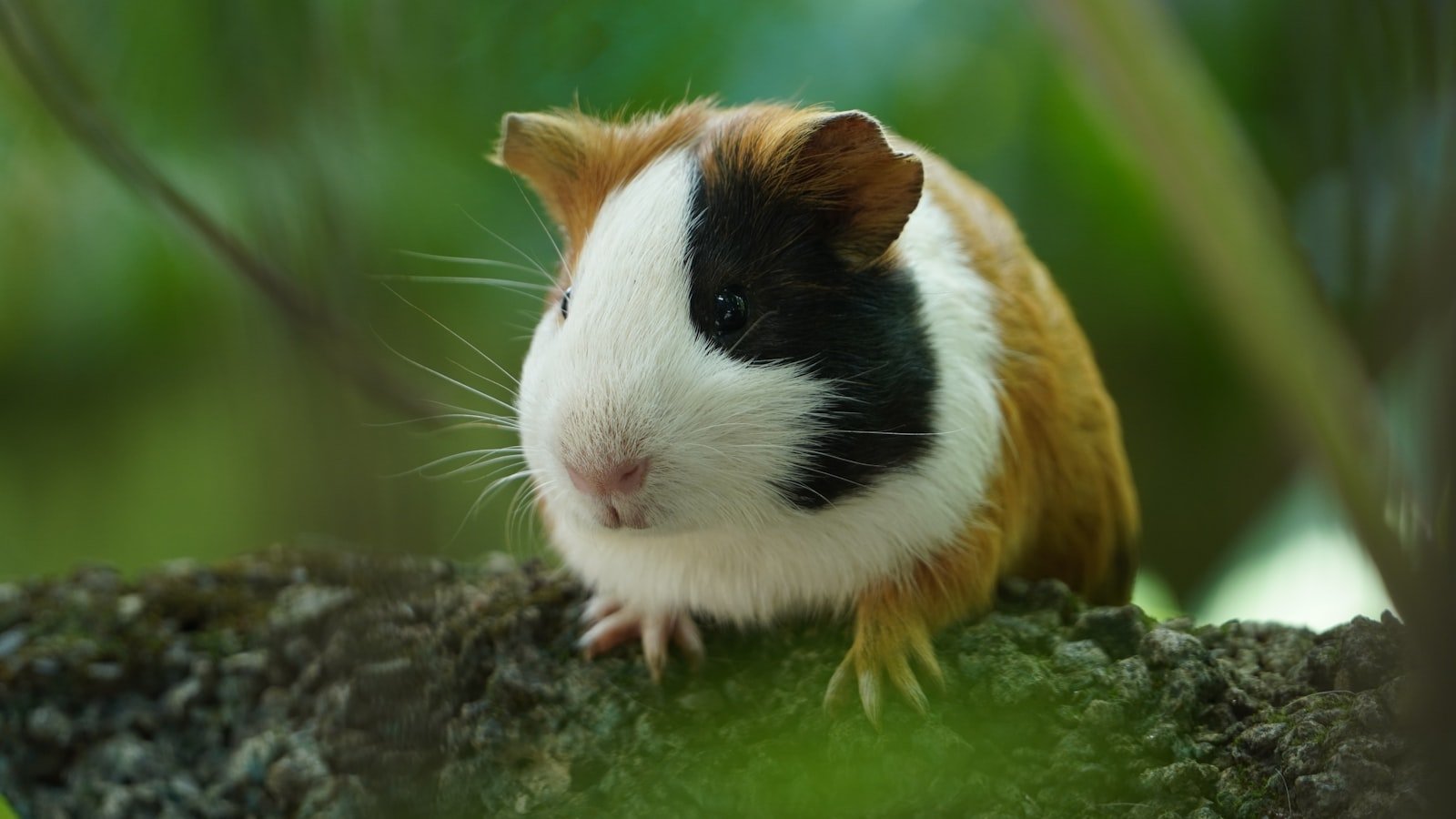 Adopter un cochon d’Inde : le guide complet pour bien débuter