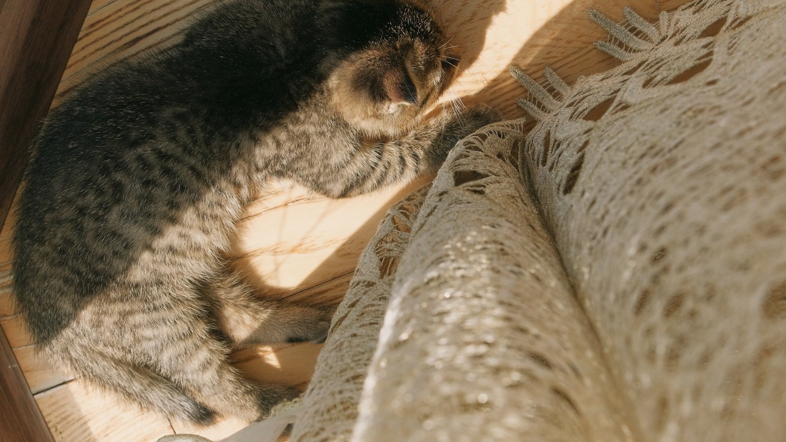 Litière automatique pour chat : bien choisir et éviter les pièges