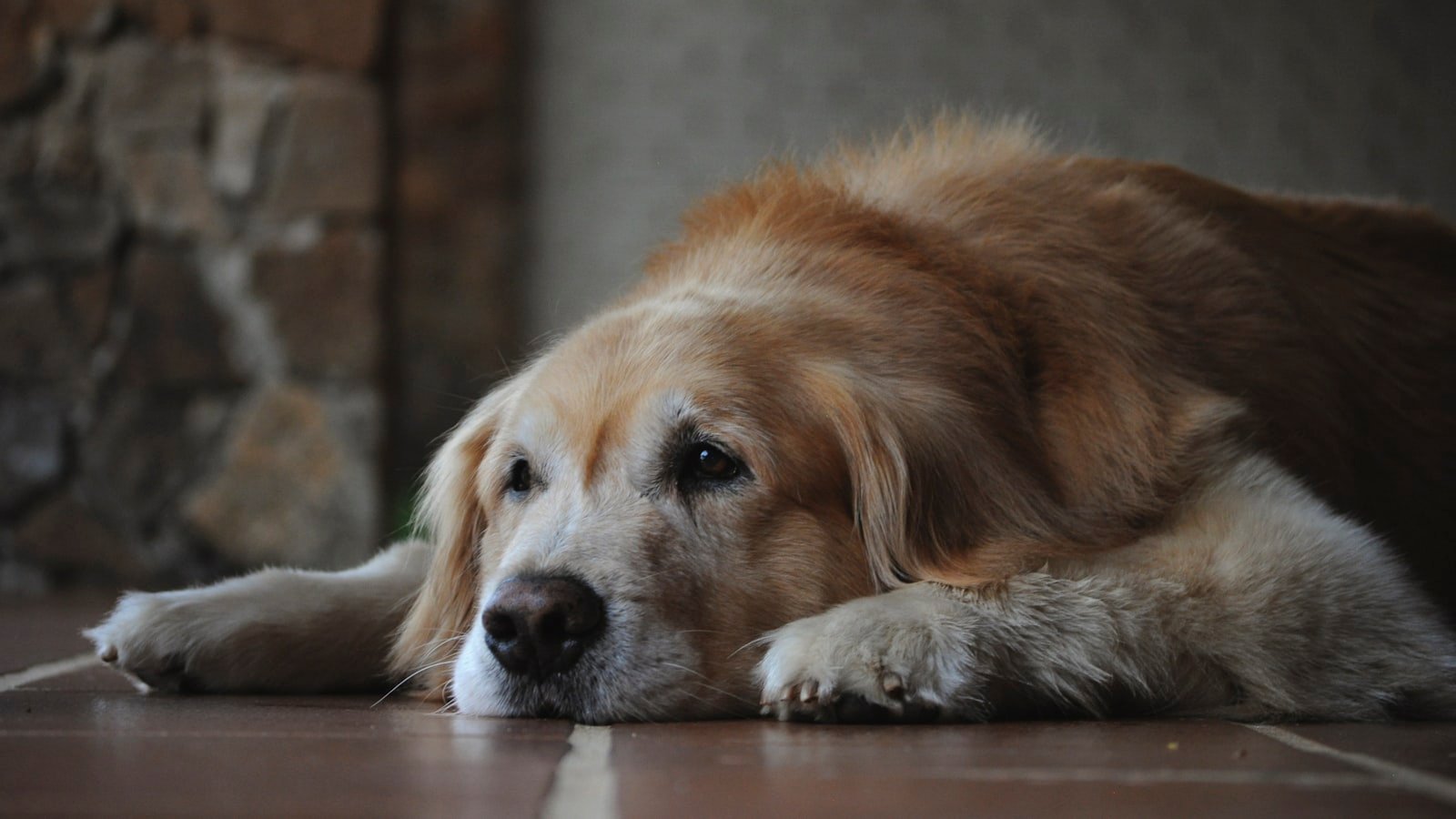 Aider son animal à vieillir en bonne santé : le guide bienveillant