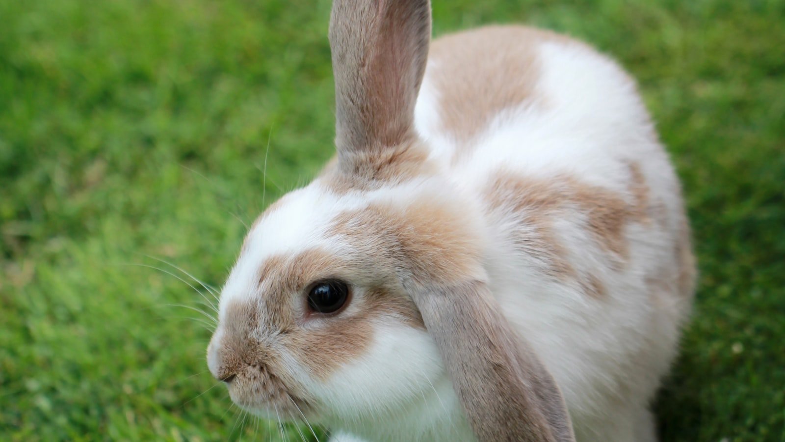 Adopter un lapin de compagnie : tout ce qu’il faut savoir avant