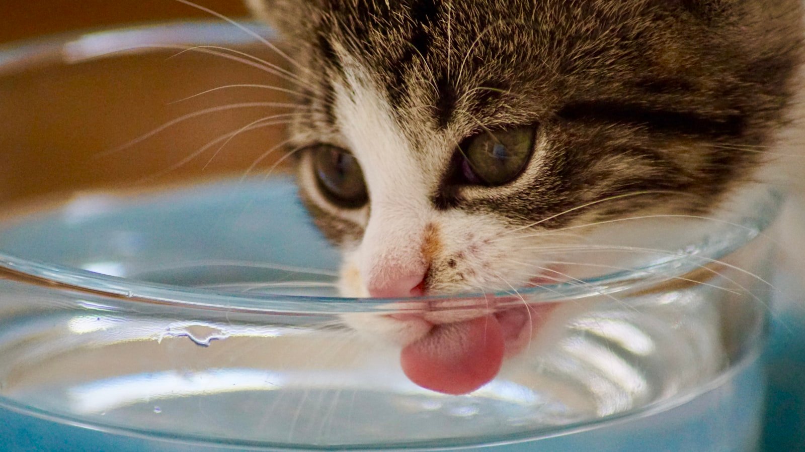 Fontaines à eau pour animaux : bien choisir pour mieux hydrater