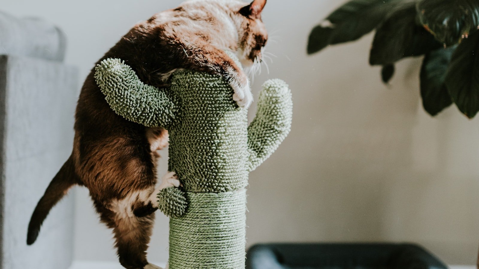 Arbre à chat : comment choisir celui qui rendra votre chat heureux
