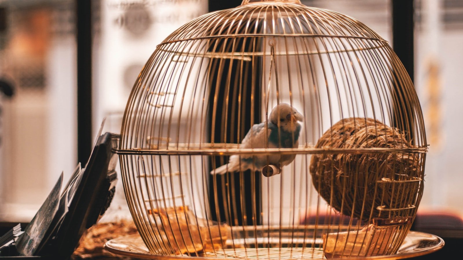 Adopter un oiseau de compagnie : tout ce qu’il faut savoir avant de se lancer