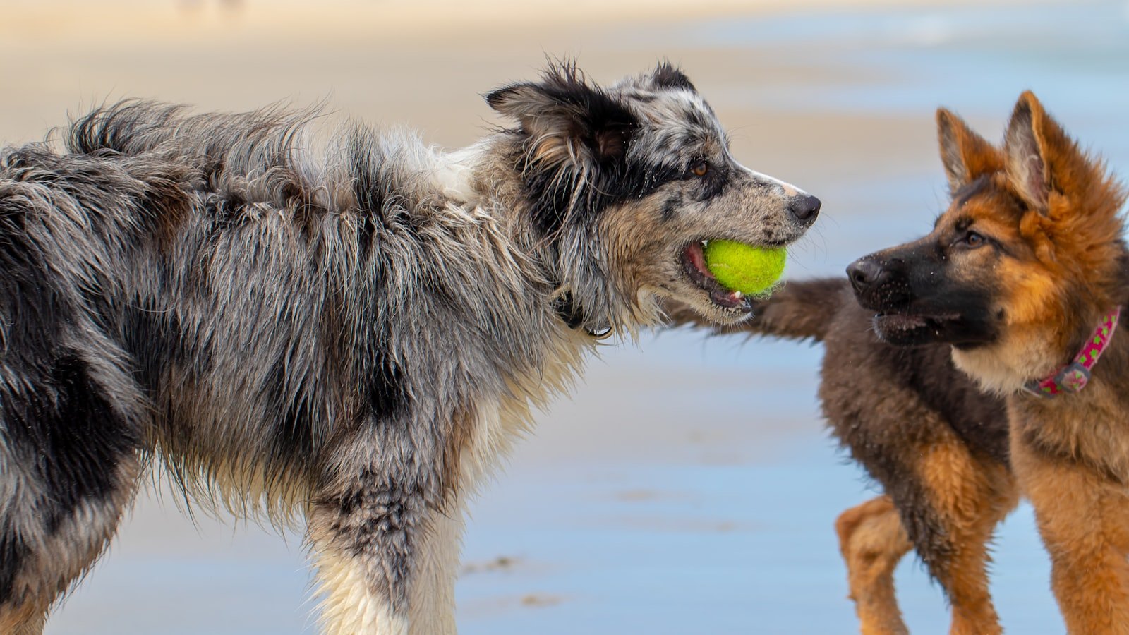 Jeux pour chien : bien les choisir pour l’occuper, le stimuler et l’apaiser