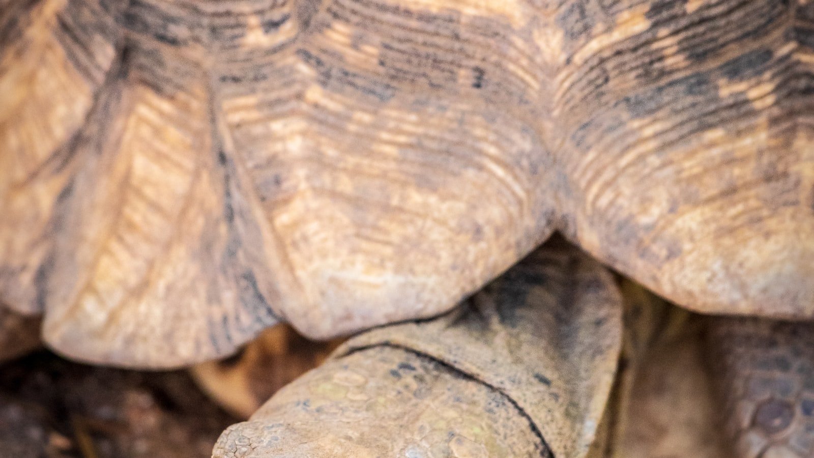Adopter une tortue : tout savoir avant d’accueillir ce compagnon de longue vie