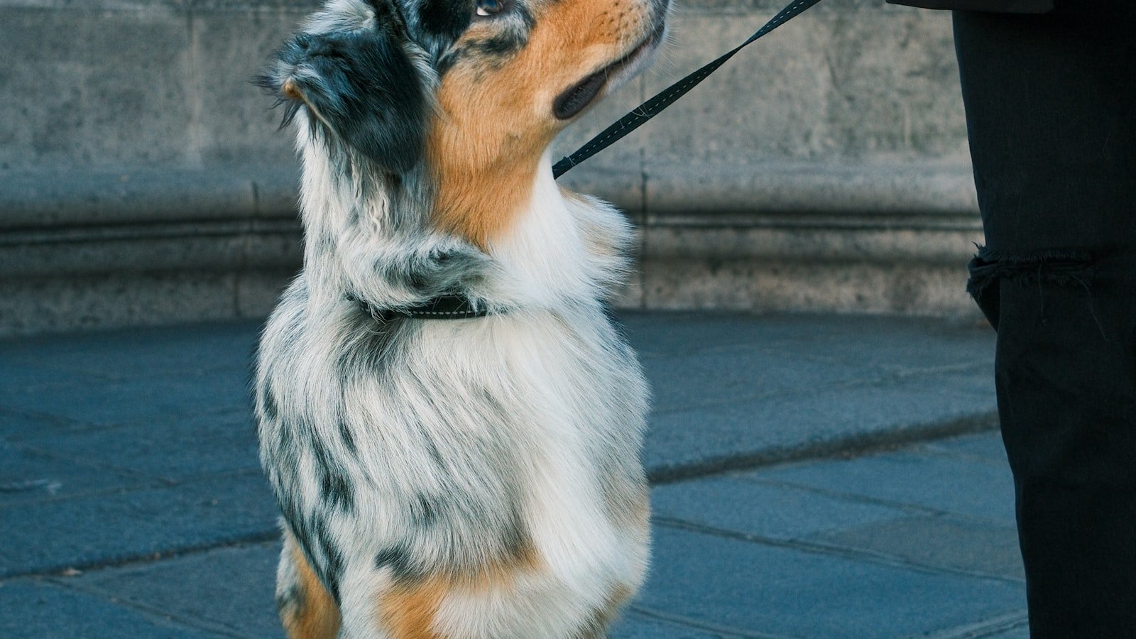 La promenade du chien : en faire un vrai moment de bien-être partagé