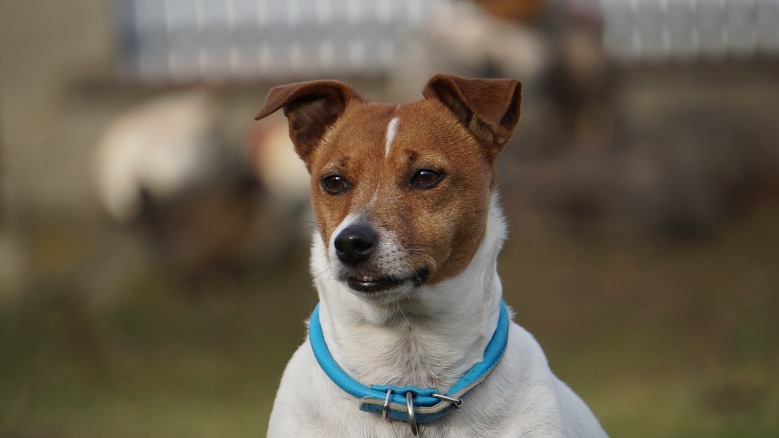 Traceur GPS pour animal : comment bien choisir
