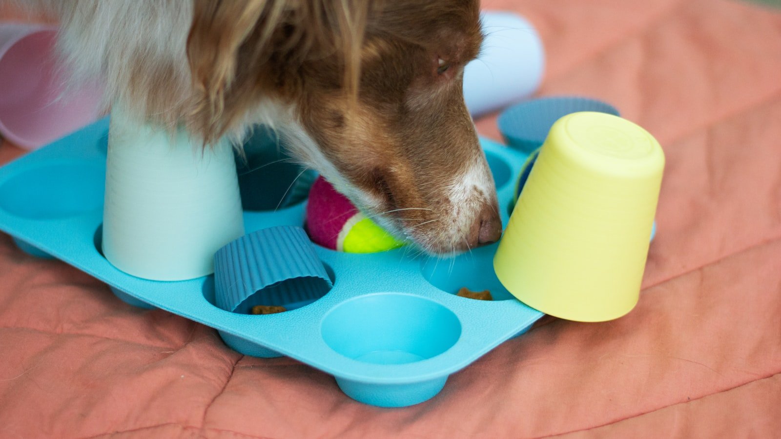 Bien choisir les jouets de son animal : plaisir, sécurité, éveil