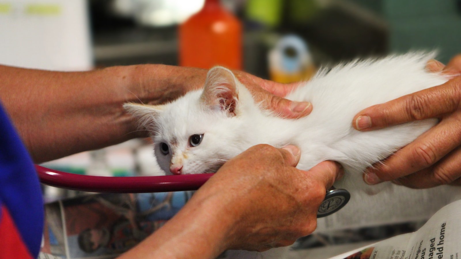 Vaccins du chien et du chat : le calendrier complet et ce qui protège vraiment