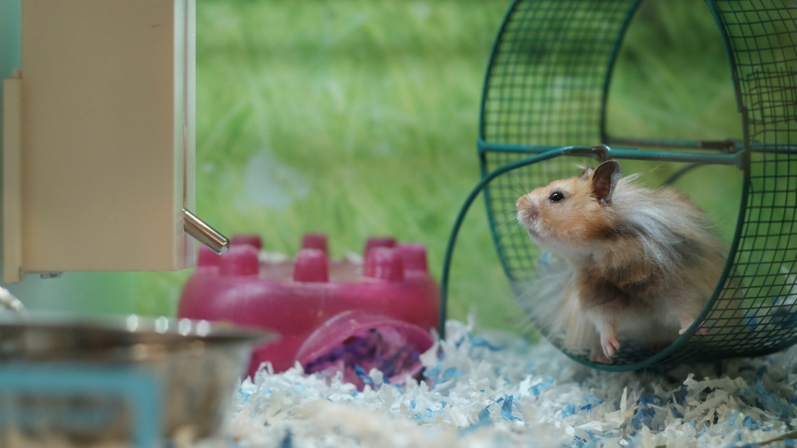 Adopter un hamster : cage, alimentation et bien-être pour bien démarrer