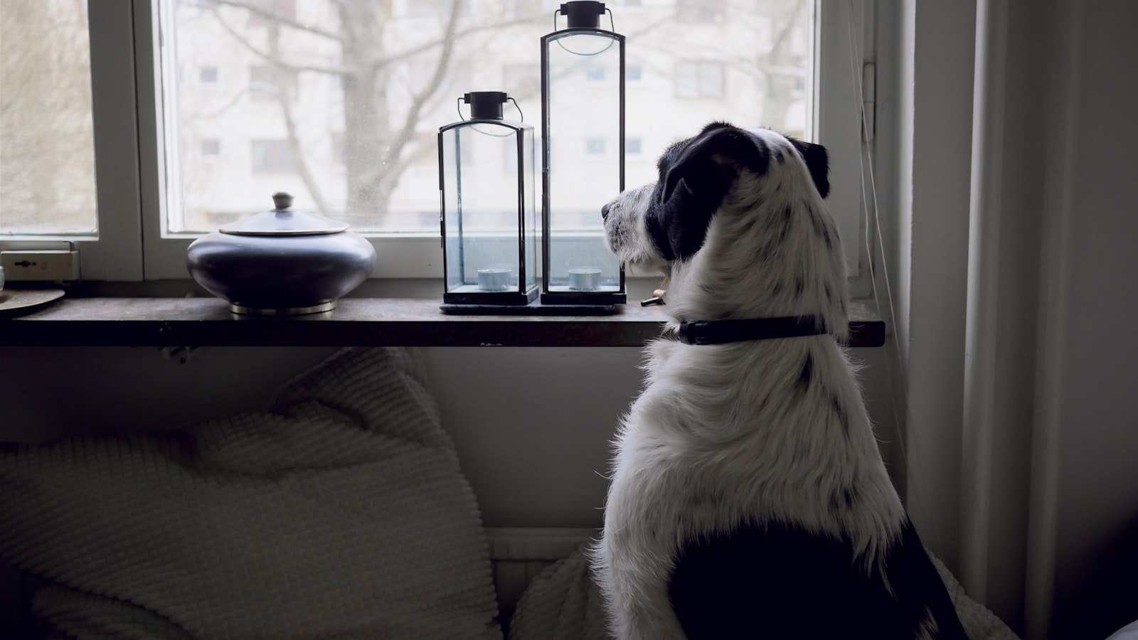 Chien ou chat seul à la maison : prévenir la solitude et l’anxiété de séparation