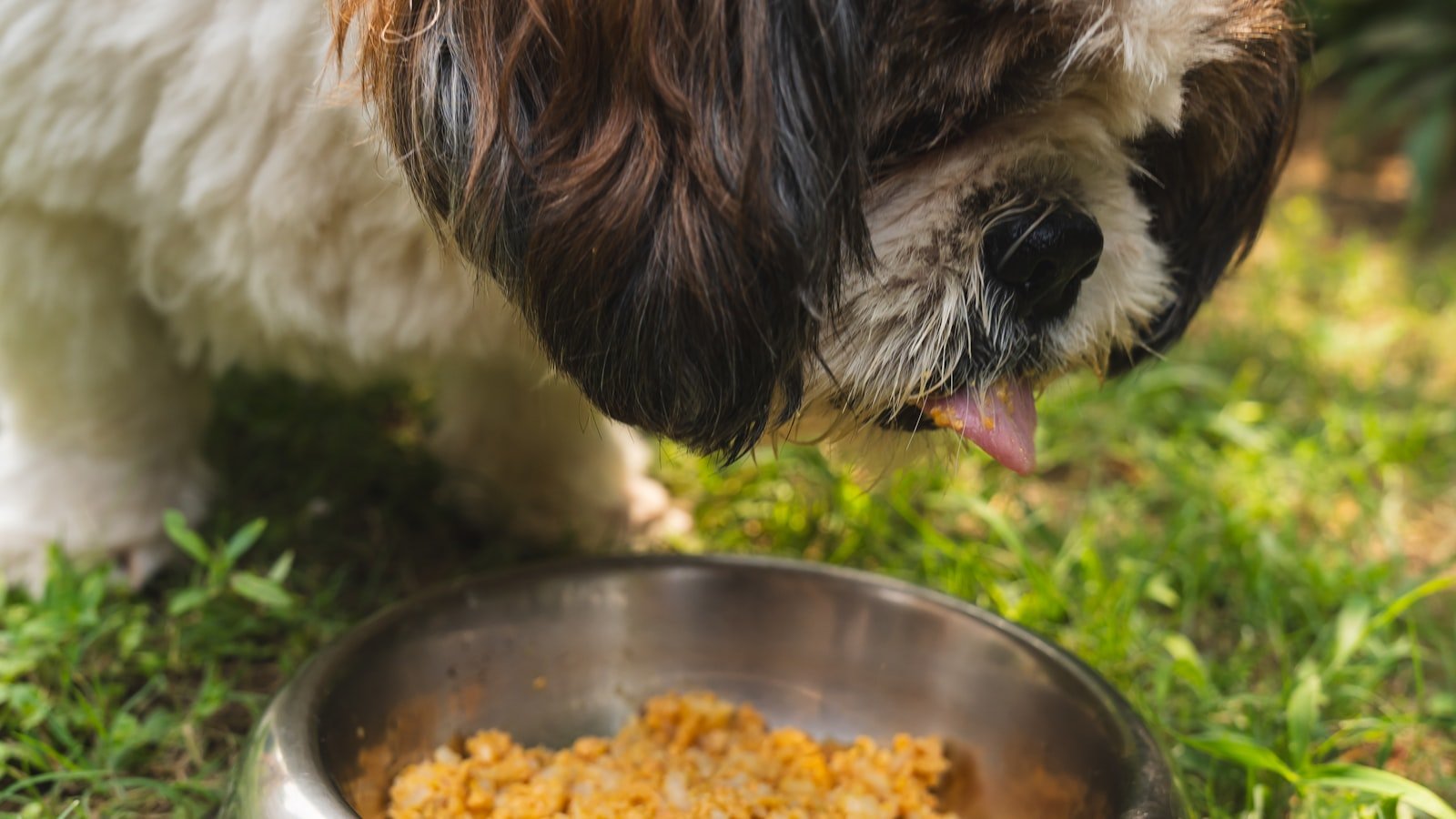 Bien choisir les croquettes de son animal : décrypter l’étiquette sans se tromper