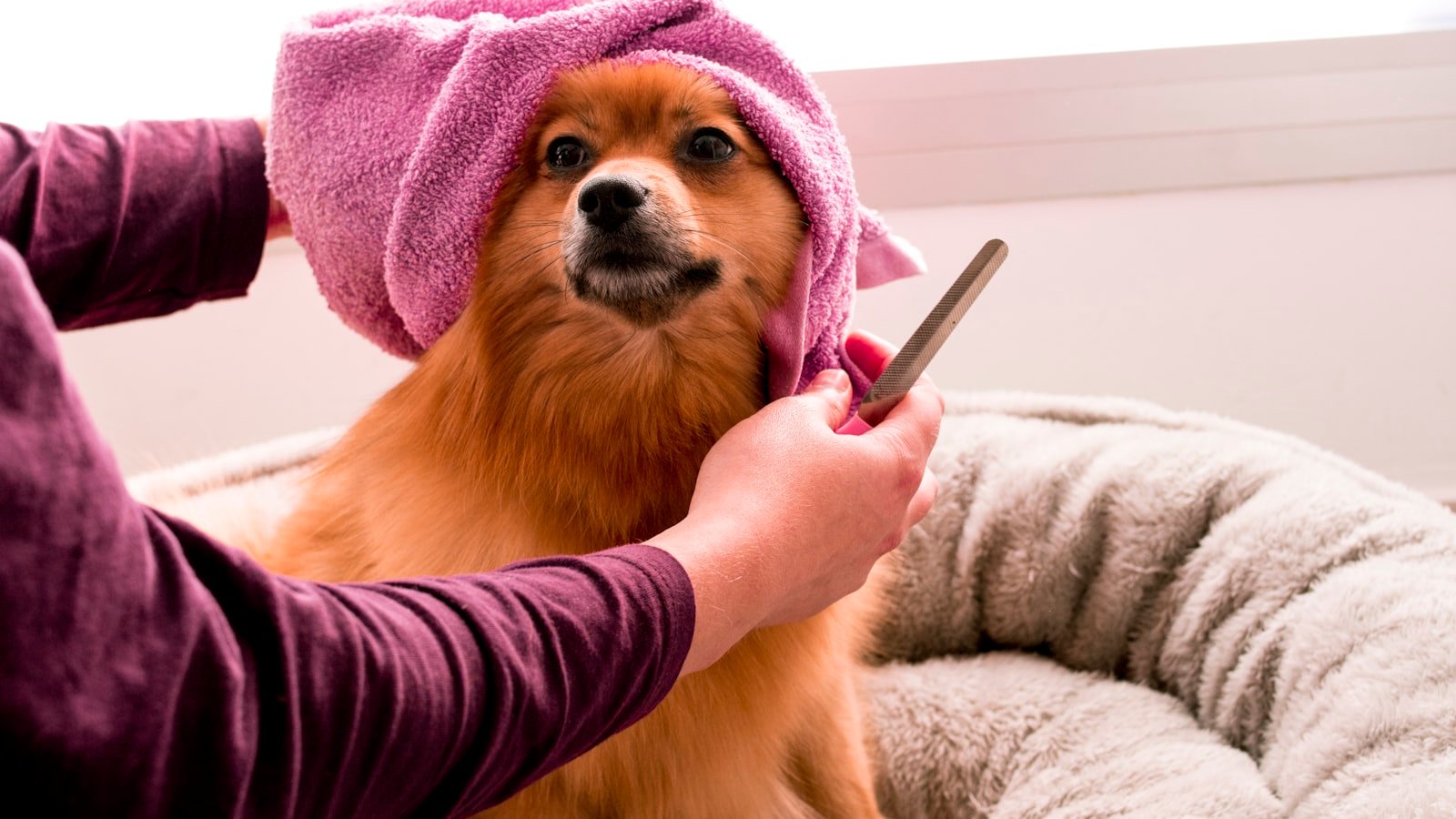 Le toilettage du chien à la maison : les bons gestes pour un pelage sain