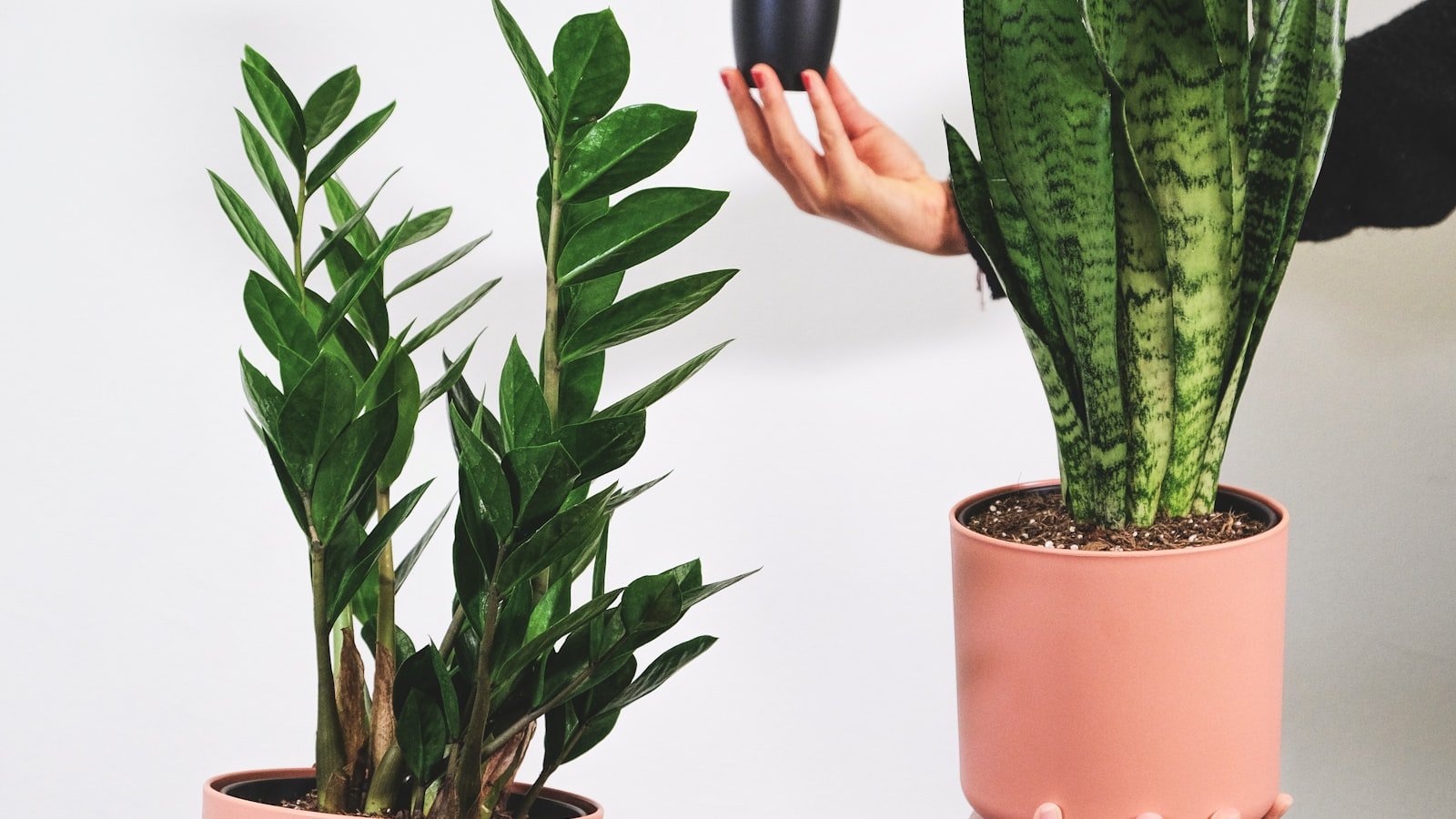 Multiplier ses plantes : bouturage, rempotage et division, les gestes qui marchent