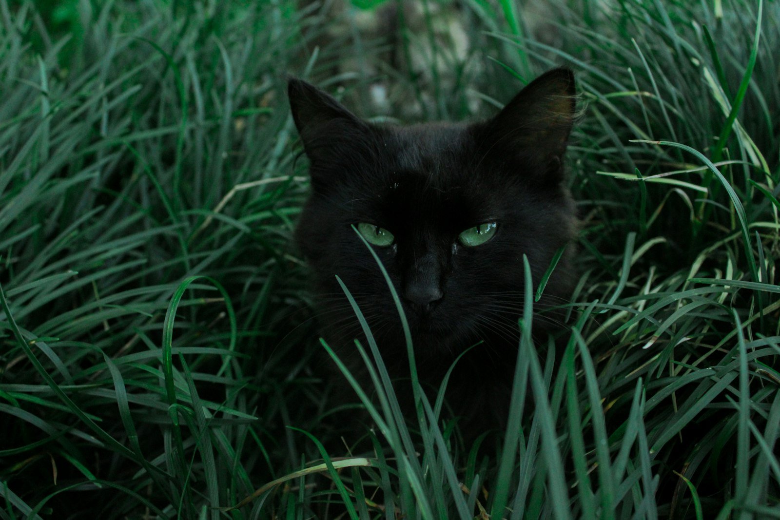 Comprendre le comportement de son chat : décoder ses signaux