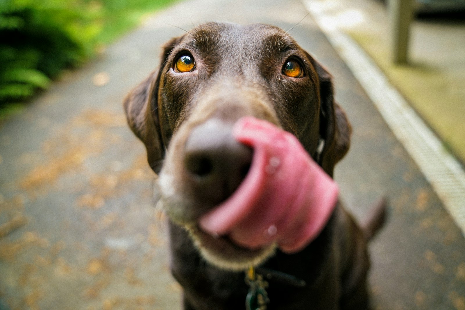 L’activité physique de votre animal : combien, comment, pourquoi
