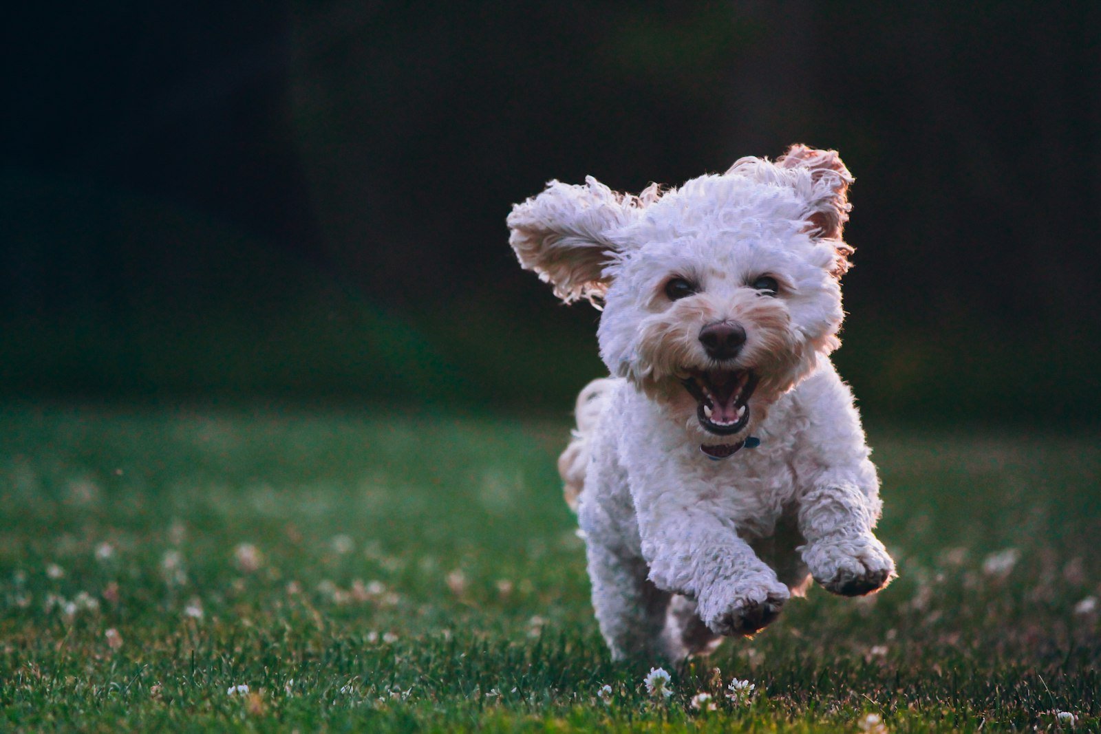Partir en vacances avec (ou sans) son animal : bien s&rsquo;organiser