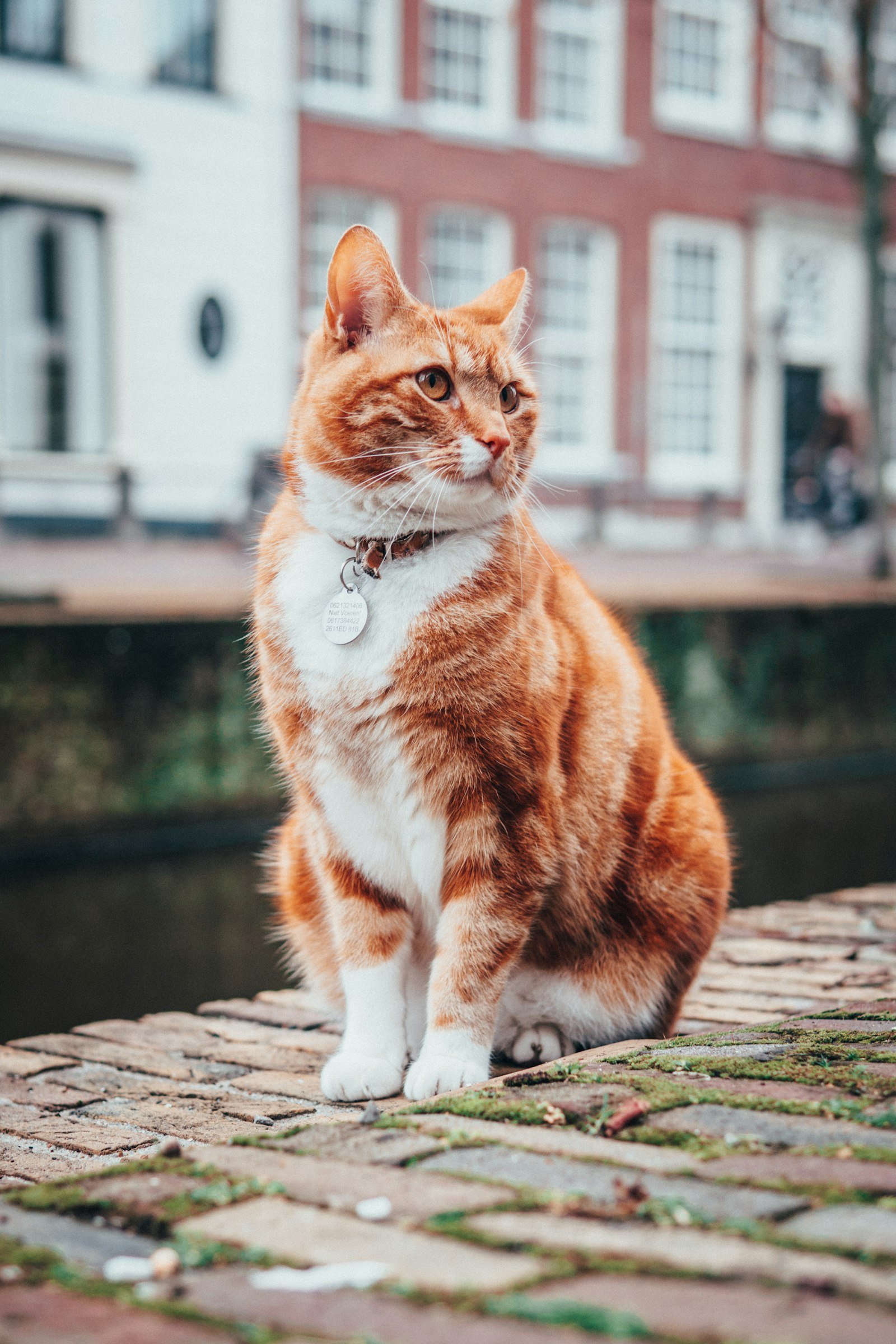Chien ou chat stressé : reconnaître les signes et apaiser son animal