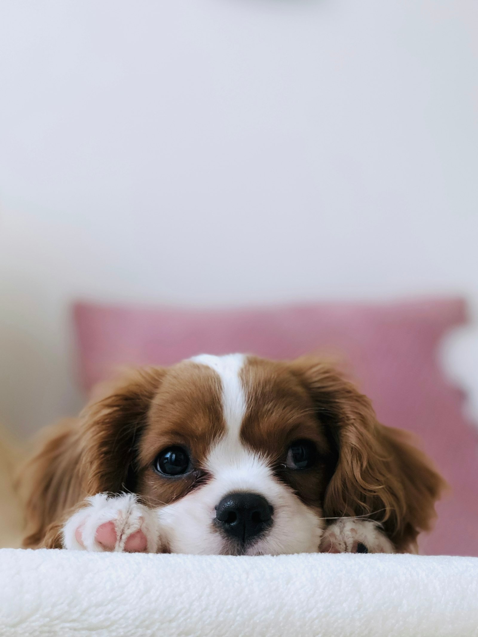 Premiers secours pour animaux : les gestes qui peuvent sauver